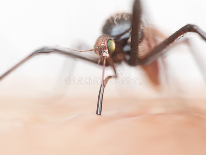 Un mosquito fotos de archivo Un mosquito fotos de archivo