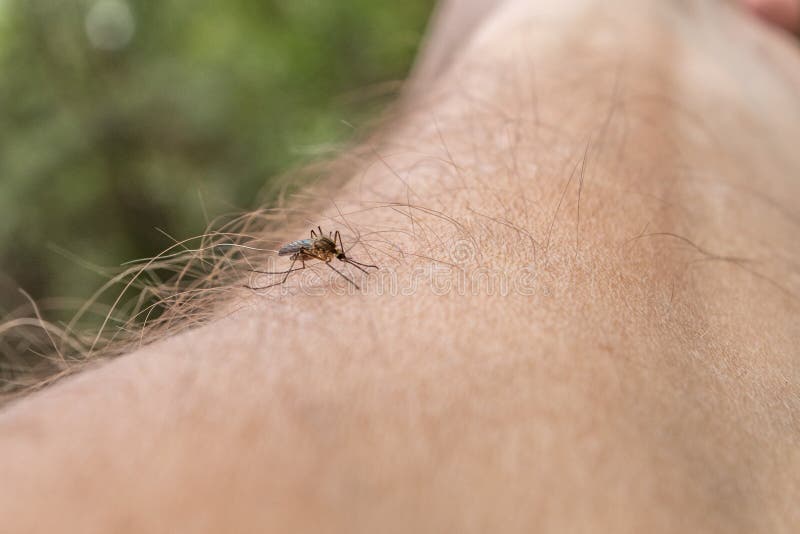 Un mosquito se sienta en la mano, perfora la piel y chupa sangre humana Causa la malaria de la enfermedad Los mosquitos son pelig imágenes de archivo libres de regalías Un mosquito se sienta en la mano, perfora la piel y chupa sangre humana Causa la malaria de la enfermedad Los mosquitos son pelig imágenes de archivo libres de regalías