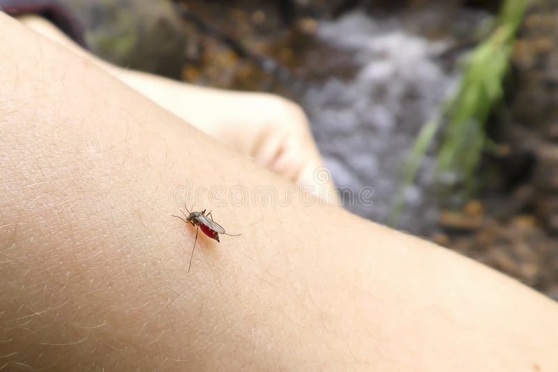 Un Mosquito Se Sienta En Una Mano Humana Del ` S Y Bebe ...