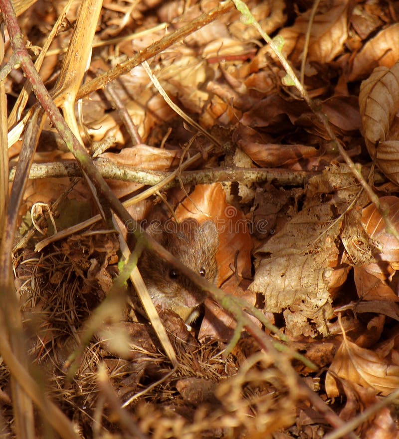 Un mouse di campo sveglio che pigola dai fogli fotografie stock libere da diritti Un mouse di campo sveglio che pigola dai fogli fotografie stock libere da diritti