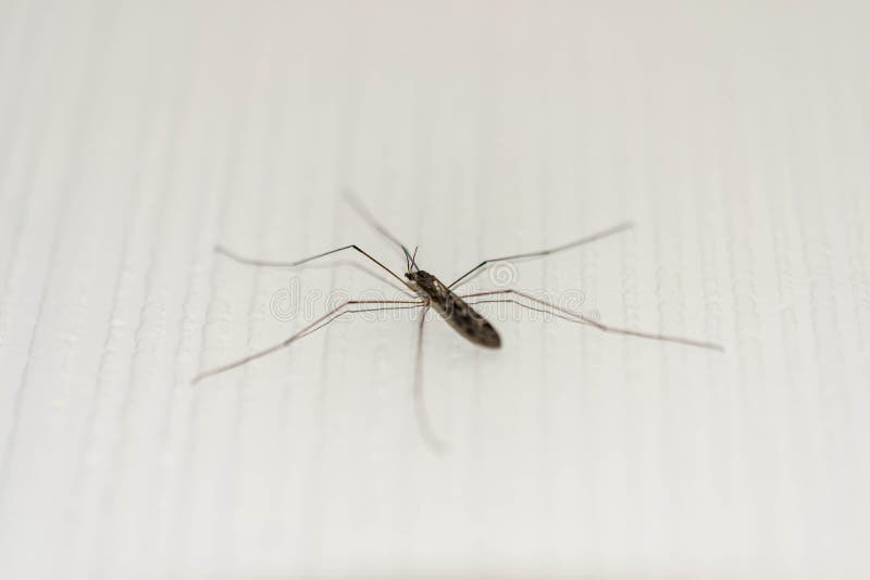 un moustique cinq à jambes image libre de droits un moustique cinq à jambes image libre de droits