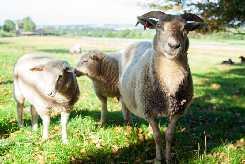 Un mouton avec deux agneaux photo libre de droits Un mouton avec deux agneaux photo libre de droits