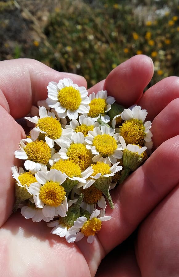 Un mucchio di fiori di camomilla freschi di erbe su una mano di donna appena raccolti.
