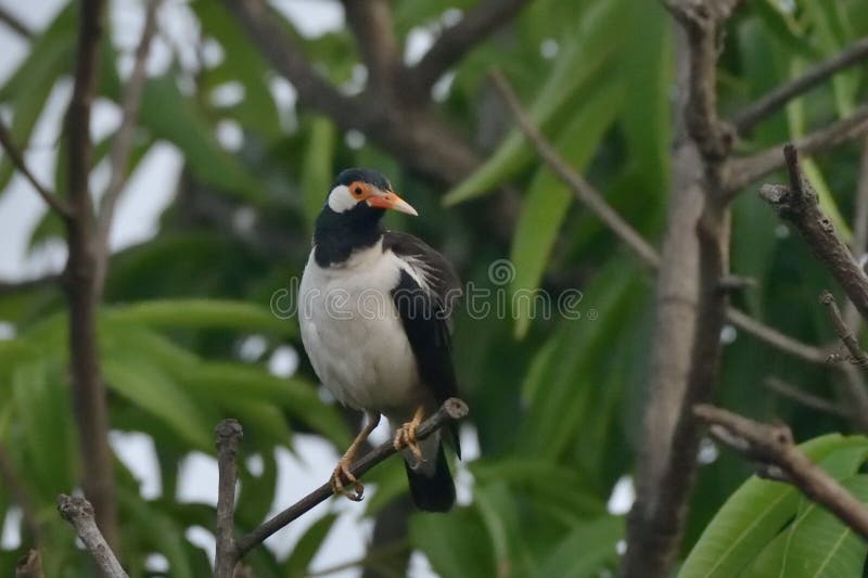 Un Myna su un ramo del mango fotografie stock