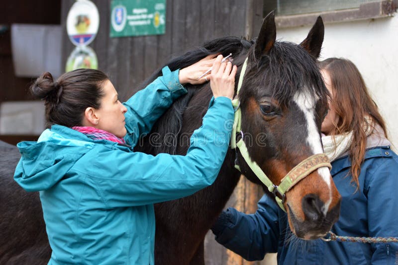 Un médico veterinario no médico que realiza un examen de la salud en un pequeño caballo imagenes de archivo Un médico veterinario no médico que realiza un examen de la salud en un pequeño caballo imagenes de archivo