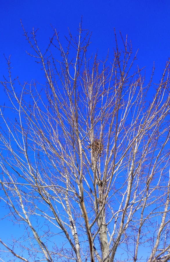 Un Nid D'oiseau Sur Un Arbre D'hiver. Image stock - Image du noir