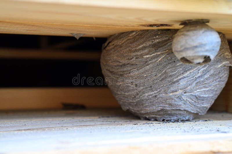 Un Nid Ou Une Ruche De Guêpes Sauvages Dans Une Niche Sous Le Toit D'une  Maison De Village En Bois. Photo stock - Image du gens, trou: 210169548