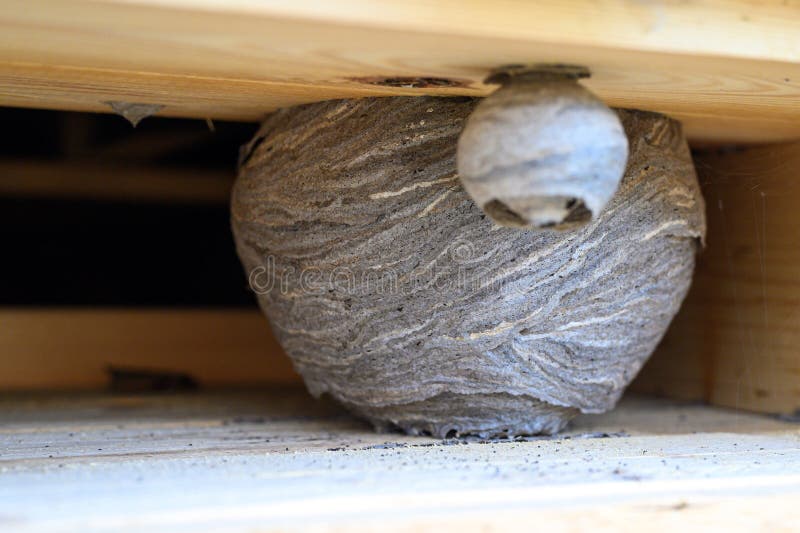 Un Nid Ou Une Ruche De Guêpes Sauvages Dans Une Niche Sous Le Toit D'une  Maison De Village En Bois. Photo stock - Image du gens, trou: 210169548