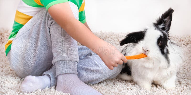 Un niño alimenta una zanahoria de un conejo querido imagenes de archivo Un niño alimenta una zanahoria de un conejo querido imagenes de archivo