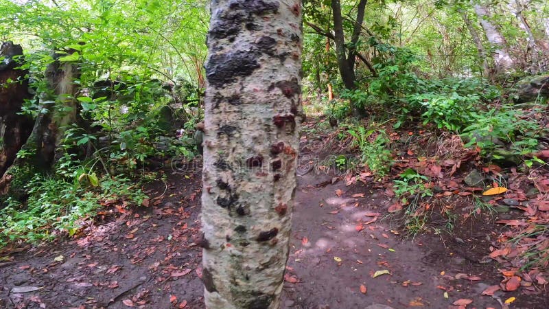 Un niño caminando en el bosque laurisilva de los tilos de moya en doramas