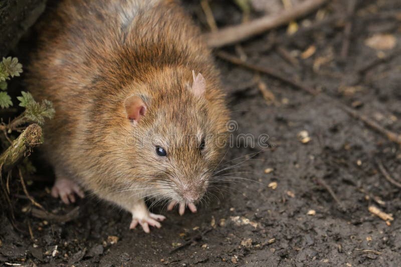 Un norvegicus del Rattus del ratto di Brown che cerca intorno sulla terra l'alimento fotografia stock libera da diritti Un norvegicus del Rattus del ratto di Brown che cerca intorno sulla terra l'alimento fotografia stock libera da diritti
