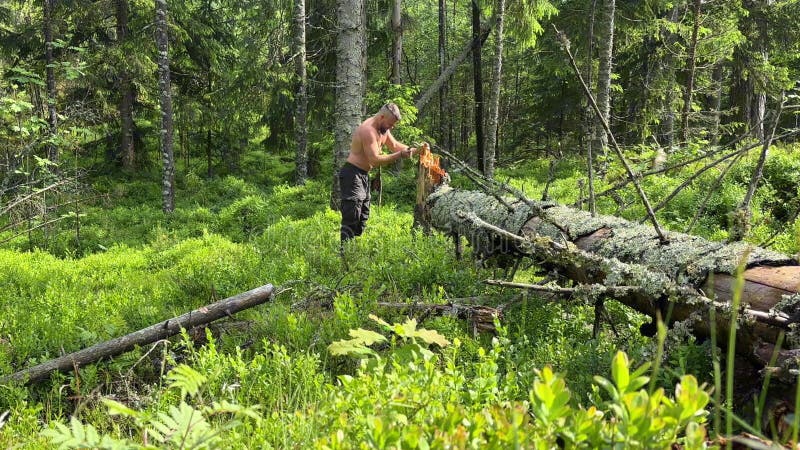 Un Norvégien caucasien sans pitié coupant du bois avec une hache viking dans la forêt banque de vidéos