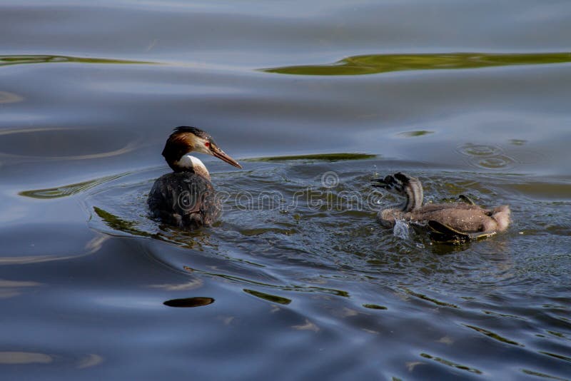 Un Oiseau Adulte De Grebe Avec Un Oiseau De Bebe Image Stock Image Du Waterfowl Clavettes Un Oiseau Adulte De Grebe Avec Un Oiseau De Bebe Image Stock Image Du Waterfowl Clavettes