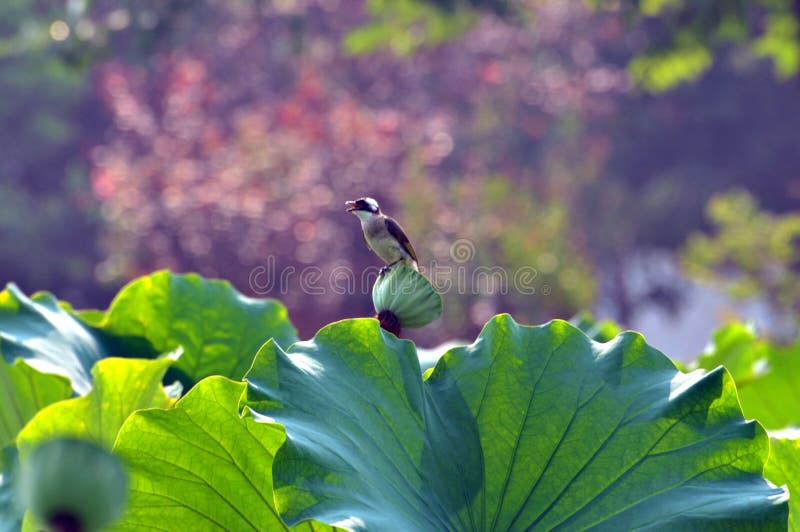 Un oiseau se repose sur des feuilles de lotus images stock Un oiseau se repose sur des feuilles de lotus images stock