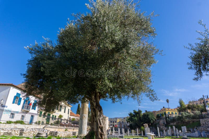 Un olivo en el ágora romano del mercado en Atenas Grecia imagen de archivo libre de regalías Un olivo en el ágora romano del mercado en Atenas Grecia imagen de archivo libre de regalías