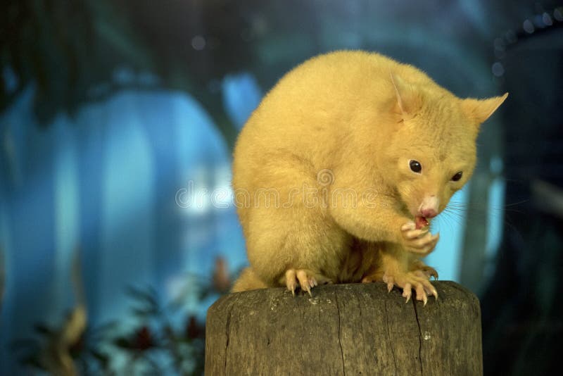 Un opossum d'or photographie stock Un opossum d'or photographie stock