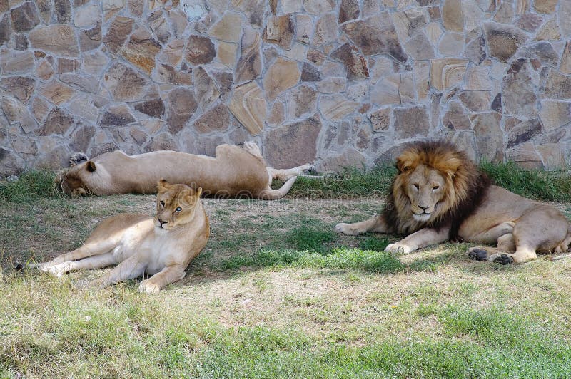Un orgoglio dei leoni che riposano nell'erba nello zoo Bello Lion Family immagine stock Un orgoglio dei leoni che riposano nell'erba nello zoo Bello Lion Family immagine stock