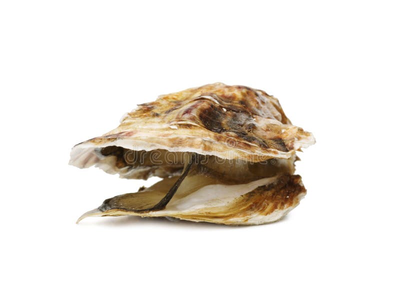 Un'ostrica fresca aperta isolata su un fondo bianco Mollusco tropicale delizioso del mare La più grande squisitezza Copi lo spazi