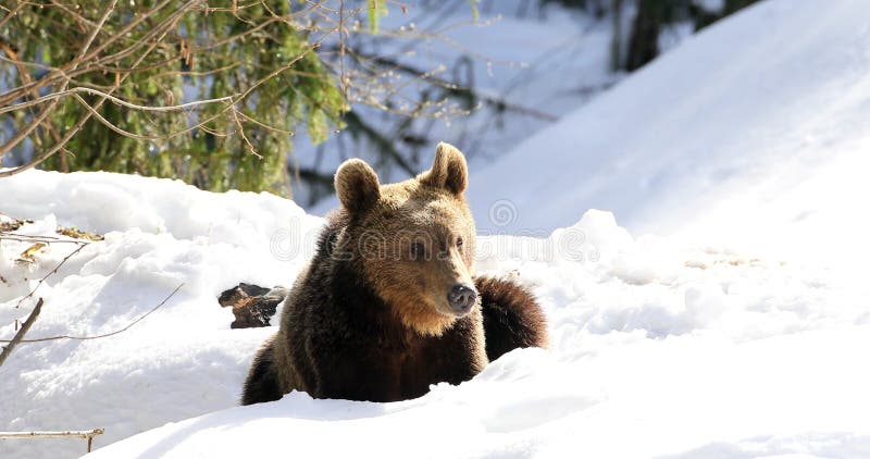 Un ours brun cherchant de la nourriture dans un pré entouré de forêt dans les montagnes des carpates dans une très belle journée e banque de vidéos