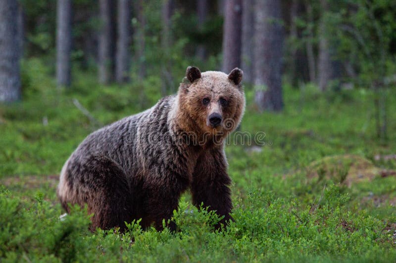 Un ours de Brown curieux ayant un contact visuel images stock Un ours de Brown curieux ayant un contact visuel images stock