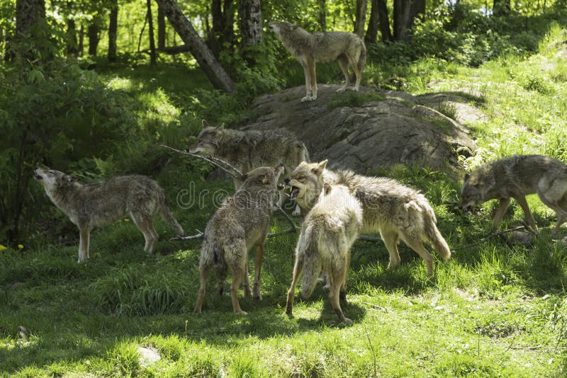 Un pacchetto dei coyote di urlo fotografia stock Un pacchetto dei coyote di urlo fotografia stock