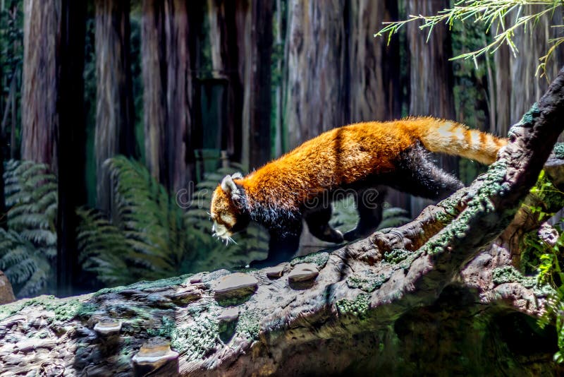 Un panda ailurus. royalty free stock photography