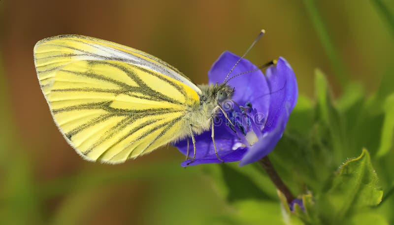 Un papillon jaune est assis sur une fleur violette illustration de vecteur