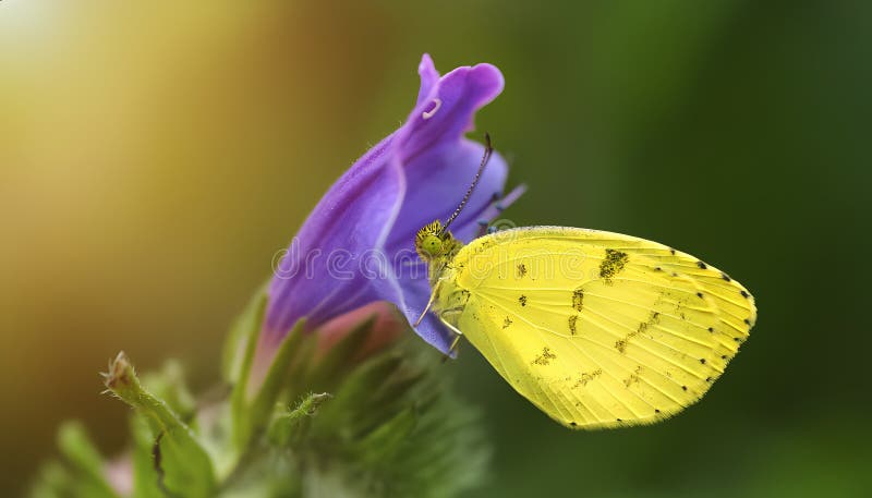 Un papillon jaune est assis sur une fleur violette illustration stock