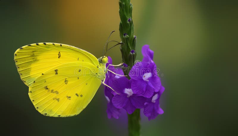 Un papillon jaune est assis sur une fleur violette illustration libre de droits