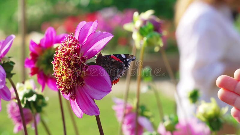 Un papillon ramasse du nectar sur les fleurs. l'importance des insectes dans la pollinisation des plantes banque de vidéos