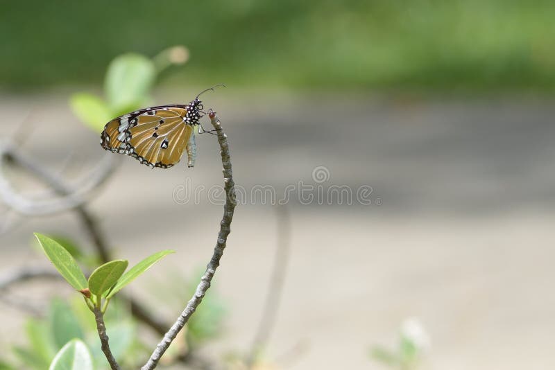 Un papillon été perché sur les belles feuilles photos stock Un papillon été perché sur les belles feuilles photos stock