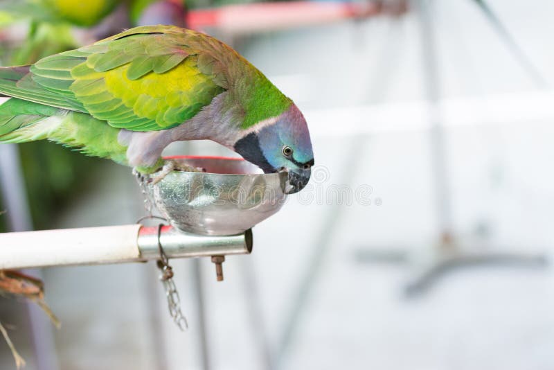 Un pappagallo adorabile del parrocchetto di Derbyan immagini stock libere da diritti Un pappagallo adorabile del parrocchetto di Derbyan immagini stock libere da diritti