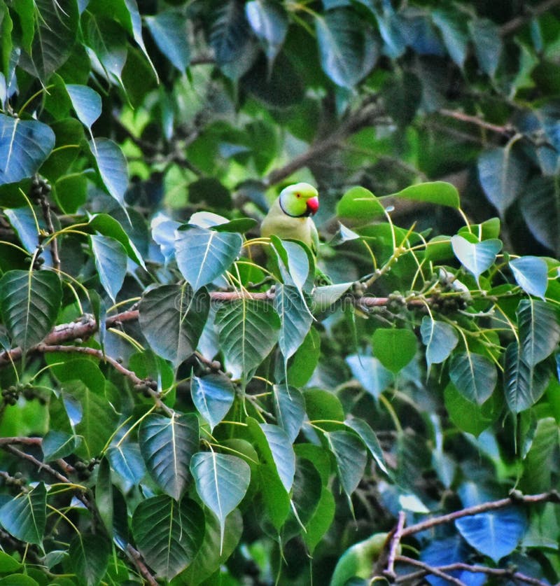 Un pappagallo che si siede su un brach dell'albero di banyan che riposa dopo la volata fotografia stock Un pappagallo che si siede su un brach dell'albero di banyan che riposa dopo la volata fotografia stock