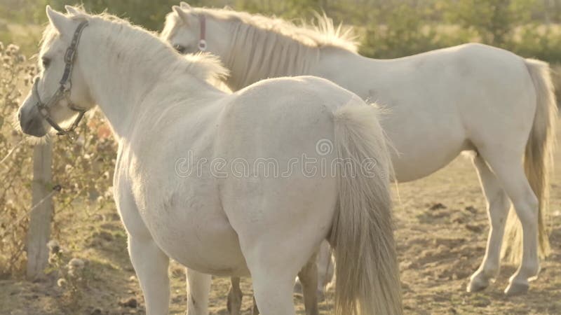 Un par de caballos blancos con popa en un día soleado y ventoso en un paddock. familia de caballos. caballo blanco en el paddock