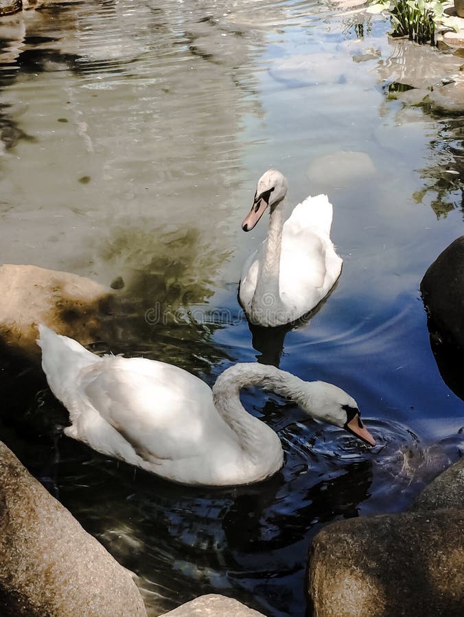 Un par de cisnes en un estanque cerca de grandes piedras están comiendo al amanecer, una vista superior imágenes de archivo libres de regalías Un par de cisnes en un estanque cerca de grandes piedras están comiendo al amanecer, una vista superior imágenes de archivo libres de regalías