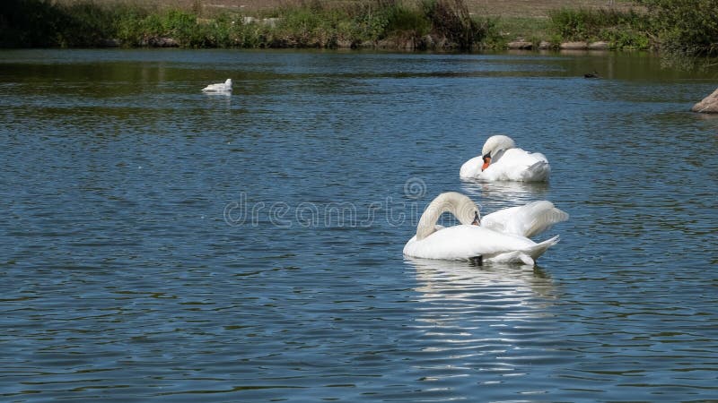 Un par de cisnes mudos, abriendo su plumaje en un estanque imagen de archivo Un par de cisnes mudos, abriendo su plumaje en un estanque imagen de archivo