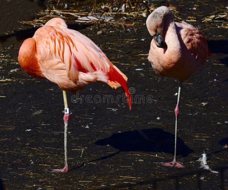 Un par de flamencos chilenos imagen de archivo libre de regalías Un par de flamencos chilenos imagen de archivo libre de regalías