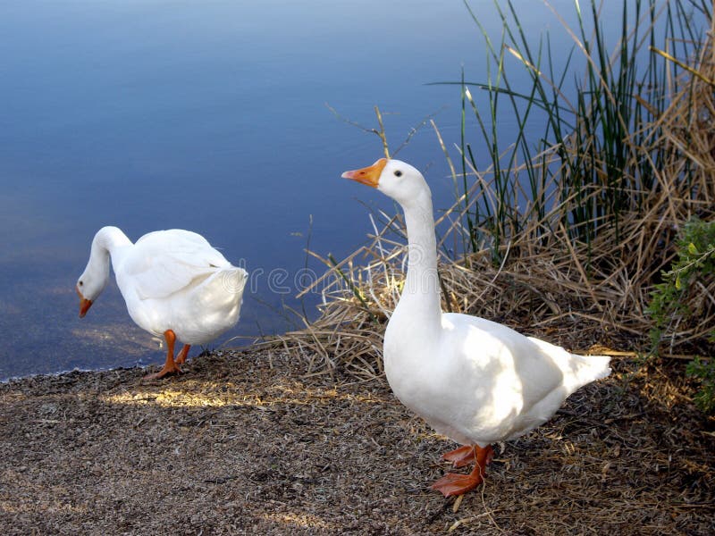 Un par de gansos canadienses blancos en un lago ripícola