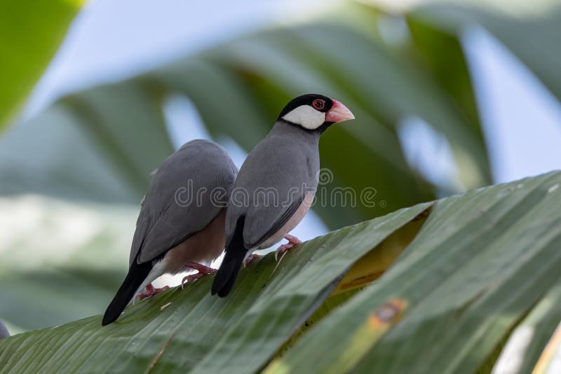 Un par de hermosos pájaros java gorrión lonchura oryzivora