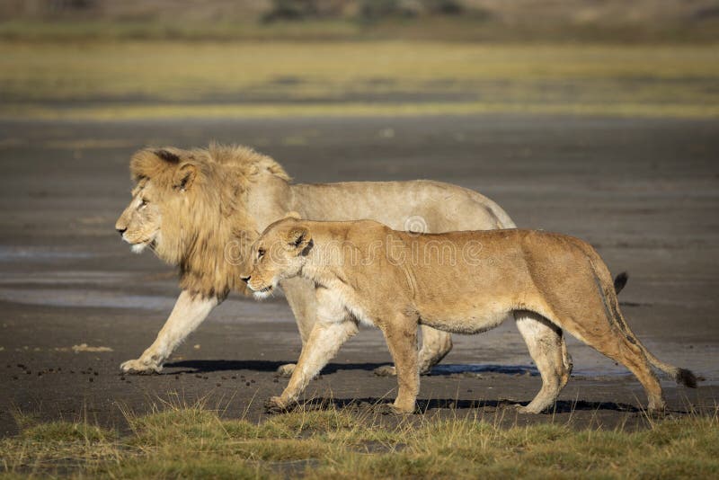 Un Par De Leones De Apareamiento Caminando Juntos En El área De  Conservación De Ngorongoro En Tanzania Foto de archivo - Imagen de safaris,  completo: 194188854