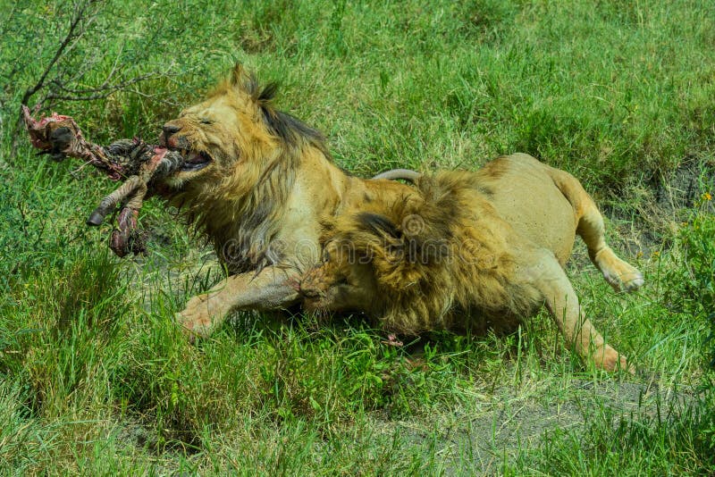 Un par de leones salvajes comiendo su presa fotos de archivo libres de regalías