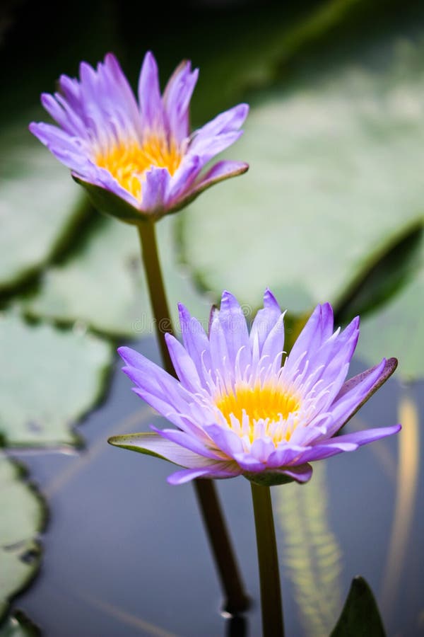 A couple of purple lotus on blur background. A couple of purple lotus on blur background
