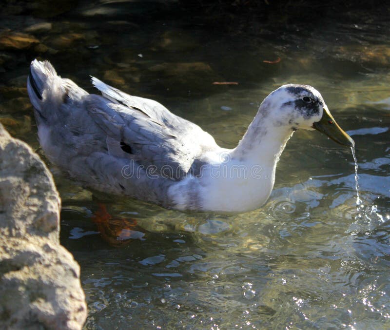 Un par de patos salvajes en el lago fotos de archivo libres de regalías Un par de patos salvajes en el lago fotos de archivo libres de regalías
