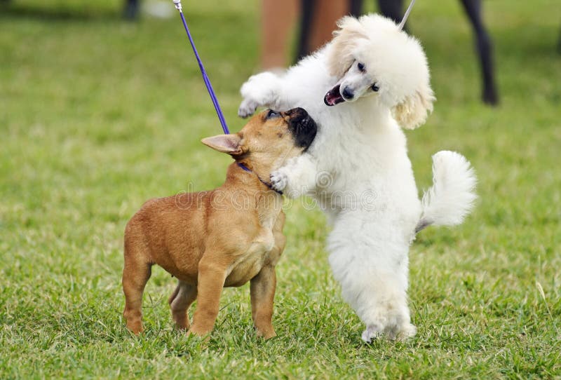 Un par de perros de perrito juguetones pedigríes de diversa raza que juegan junto