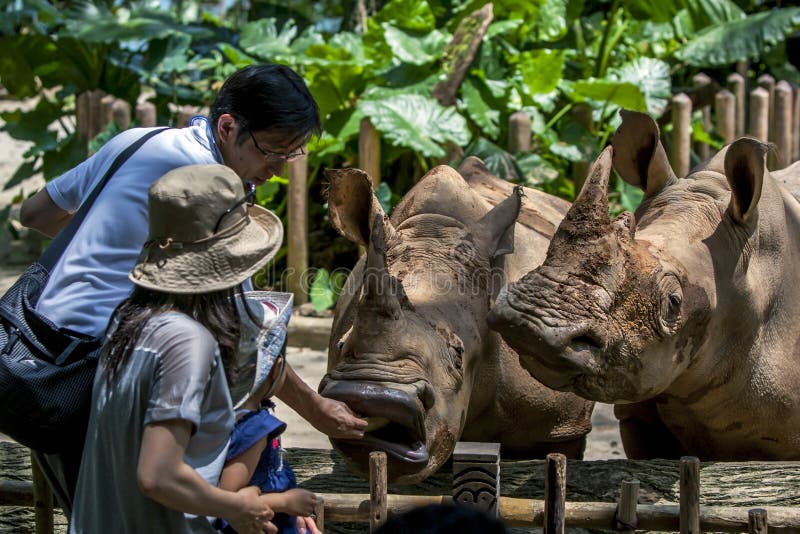 Un par de rinoceronte que es alimentado por los visitantes al parque zoológico de Singapur en Singapur fotografía de archivo Un par de rinoceronte que es alimentado por los visitantes al parque zoológico de Singapur en Singapur fotografía de archivo
