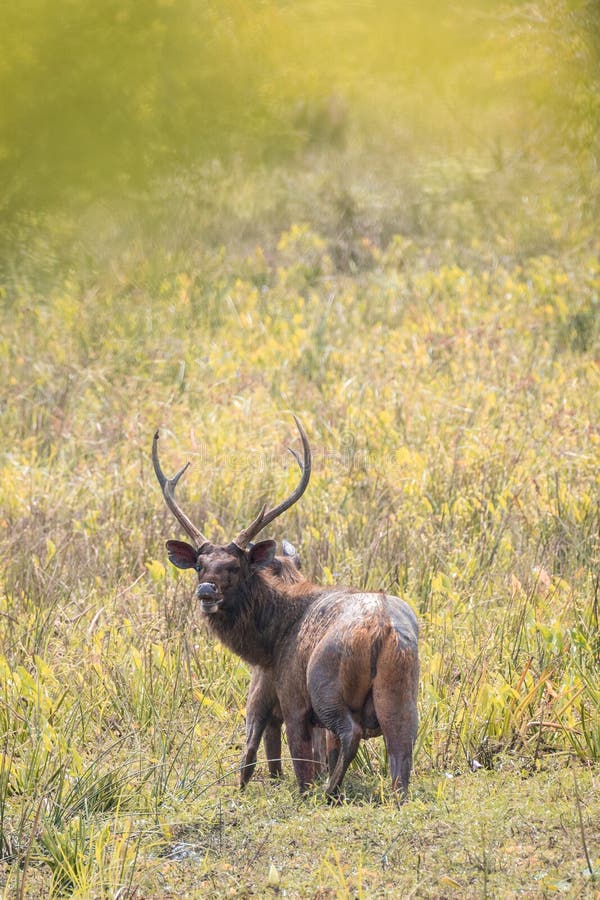 Un par de sri lankan sambar venado en el parque nacional de yala enorme antler samba macho mirando hacia atrás con cara enfurecida fotos de archivo libres de regalías