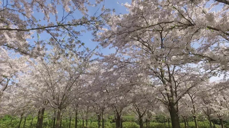 Un parc magique de fleurs de cerisier clips vidéos