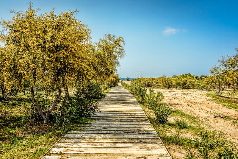 Un paseo marítimo de madera que lleva a la playa entre el verde amarillento imagenes de archivo Un paseo marítimo de madera que lleva a la playa entre el verde amarillento imagenes de archivo