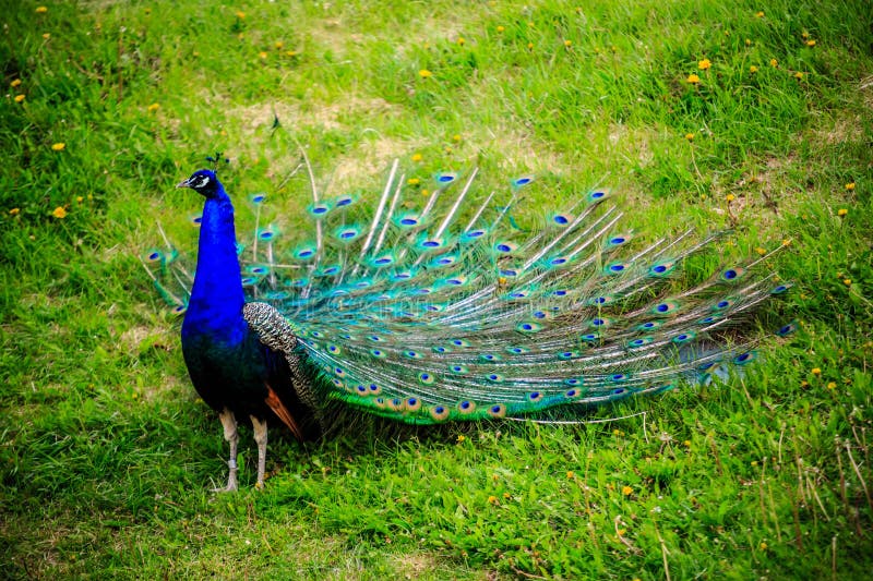 Un pavo real azul está parado en un campo de hierba. el pavo real es el foco principal de la imagen y es el elemento más destacado de la escena. el campo de hierba proporciona un entorno natural