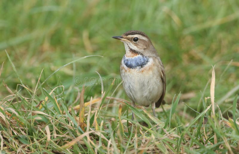 Un pechiazul masculino raro imponente, svecica del Luscinia, buscando para la comida en la hierba imagen de archivo Un pechiazul masculino raro imponente, svecica del Luscinia, buscando para la comida en la hierba imagen de archivo